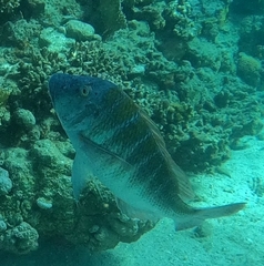 Lethrinus mahsena
