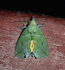 Eudocima hypermnestra