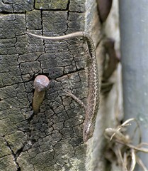 Cryptoblepharus pannosus