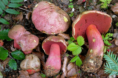 Rubroboletus rubrosanguineus