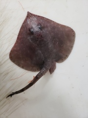 Bathyraja spinicauda