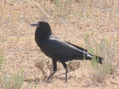 Corvus capensis