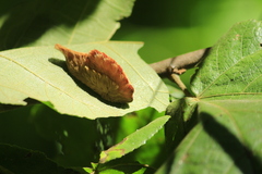 Megalopyge