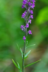 Linaria purpurea