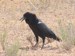Corvus capensis