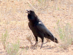 Corvus capensis