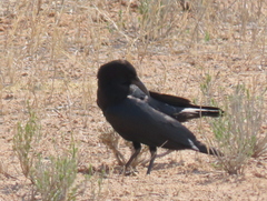Corvus capensis