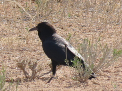 Corvus capensis