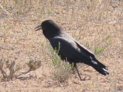 Corvus capensis