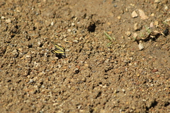 Epelis truncataria