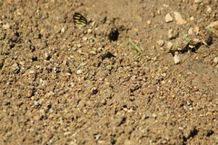 Epelis truncataria