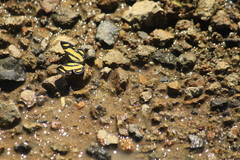 Epelis truncataria