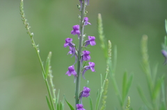 Linaria purpurea