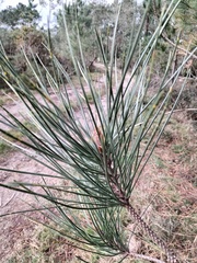 Pinus pinaster