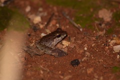 Craugastor fitzingeri