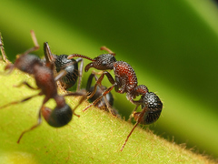 Stictoponera bicolor