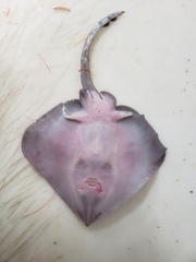 Bathyraja spinicauda