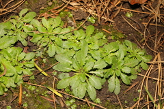 Arabidopsis thaliana
