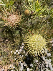 Leucospermum lineare