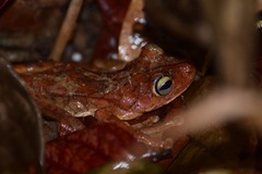 Boana rosenbergi