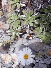 Celmisia discolor discolor