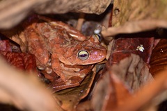 Boana rosenbergi