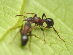 Stictoponera bicolor