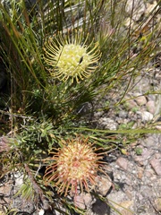 Leucospermum lineare