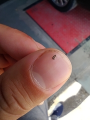 Bostrichoidea