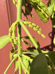 Phoradendron macrophyllum