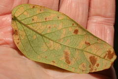 Uredo androsaemi