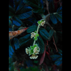 Polylepis incana