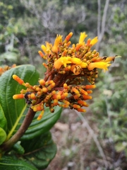 Palicourea rigida
