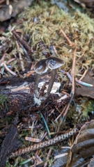 Mycena quiniaultensis