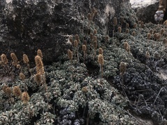 Petrophytum caespitosum caespitosum