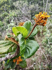 Palicourea rigida