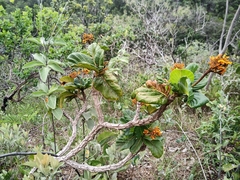 Palicourea rigida