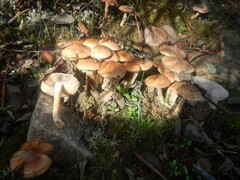Pholiota highlandensis