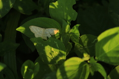 Scopula umbilicata