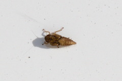 Athysanini