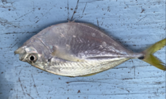 Chloroscombrus chrysurus