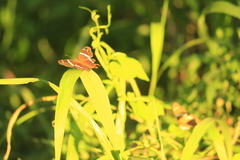 Anartia fatima colima