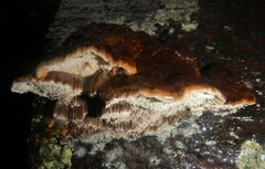 Postia pelliculosa