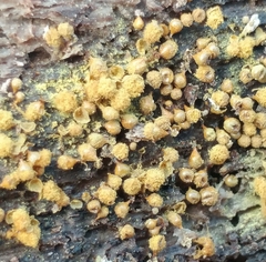 Hemitrichia
