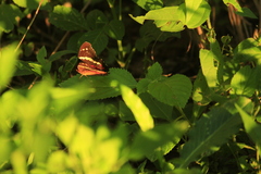 Anartia fatima colima