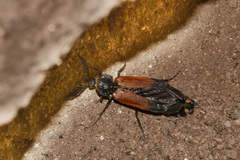 Lampyridae