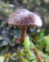 Mycena meliigena