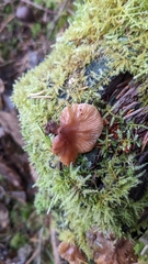 Scytinotus longinquus