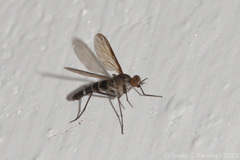 Empidoidea