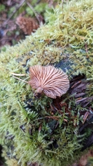 Scytinotus longinquus